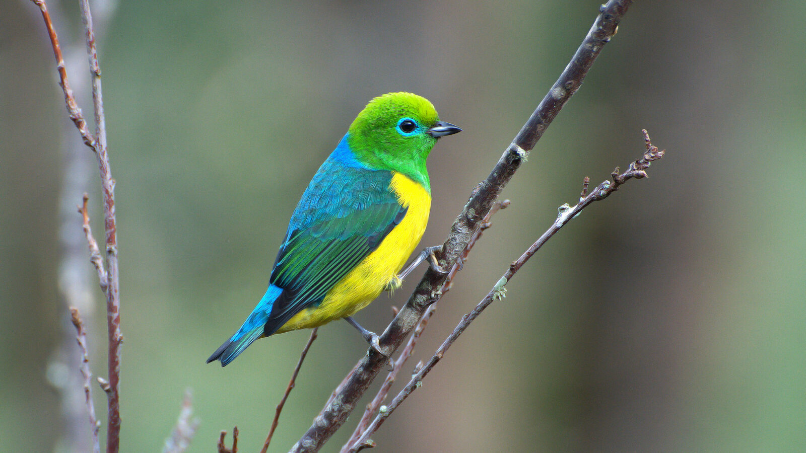 Blue-naped Chlorophonia