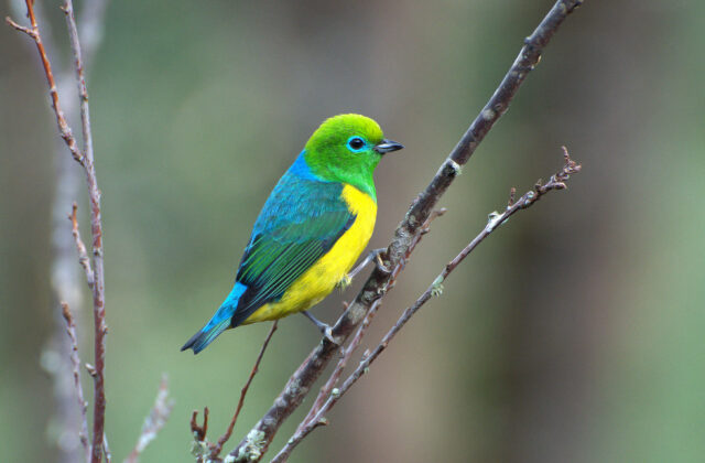 Blue-naped Chlorophonia