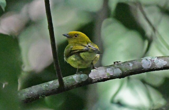 Yellow-headed Manakin