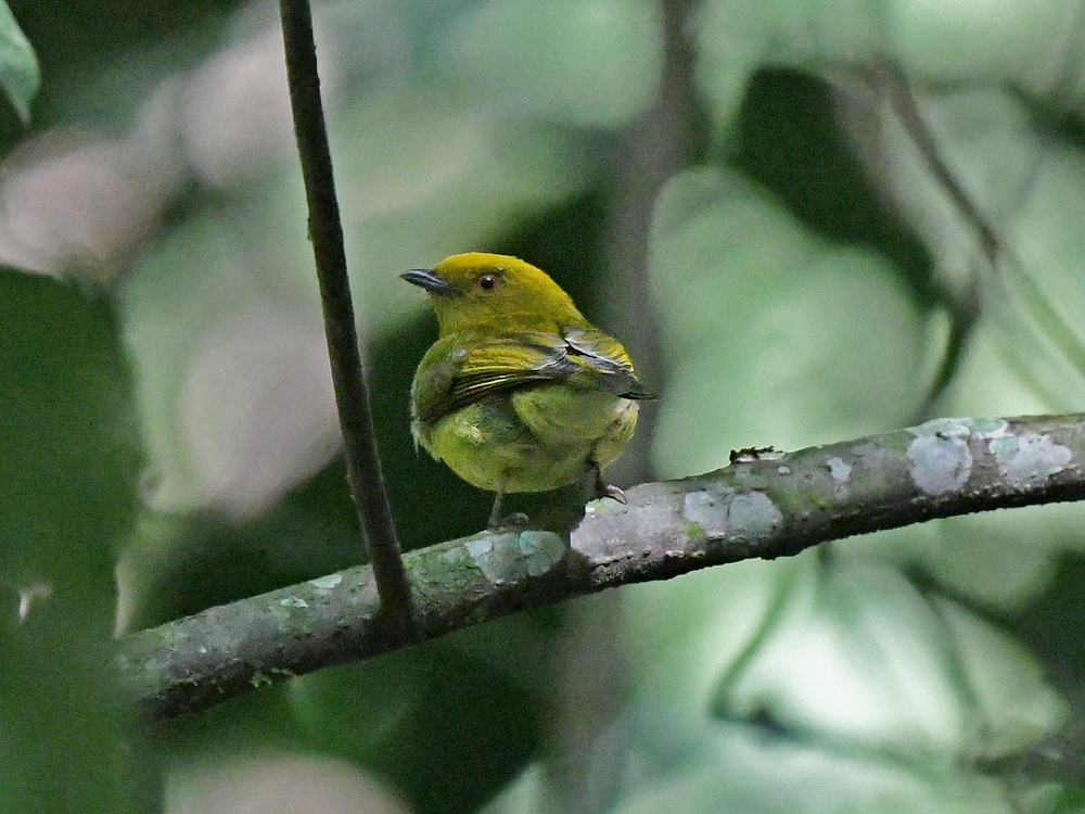 Yellow-headed Manakin
