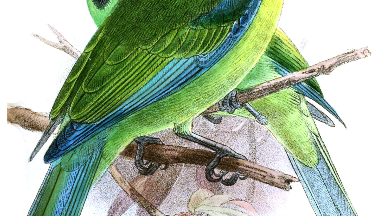 Bornean Leafbird