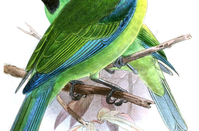 Bornean Leafbird
