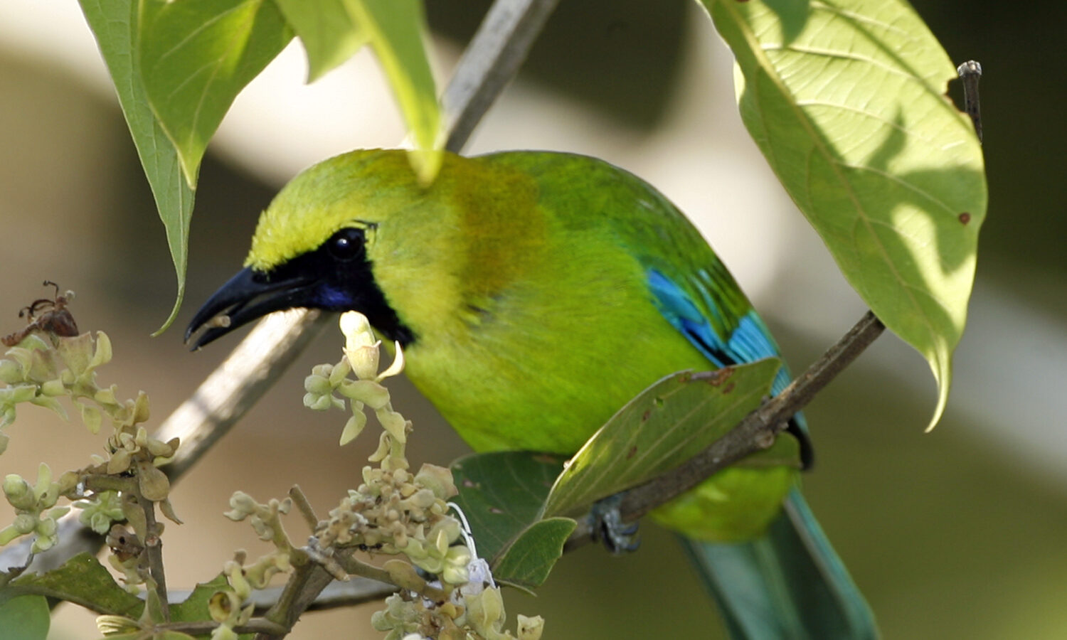 Javan Leafbird