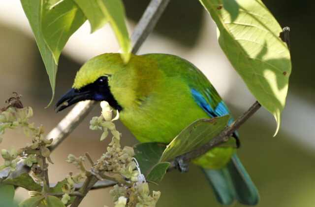 Javan Leafbird