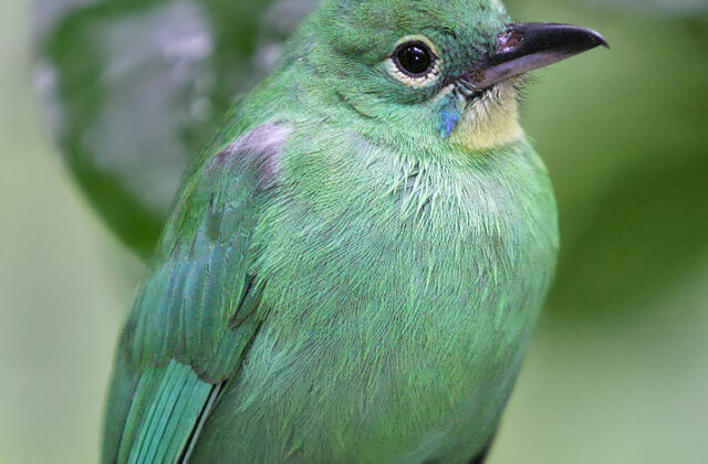 Greater Green Leafbird