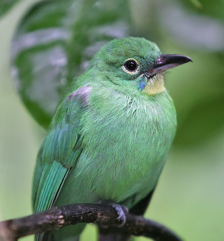 Greater Green Leafbird