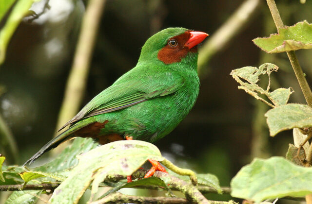 Grass-green Tanager