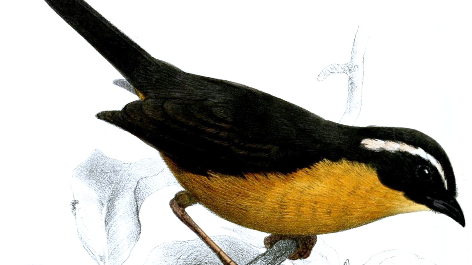 Slaty-backed Hemispingus