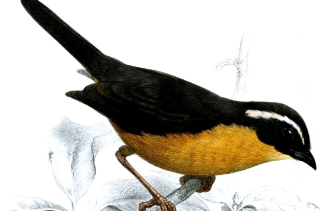 Slaty-backed Hemispingus