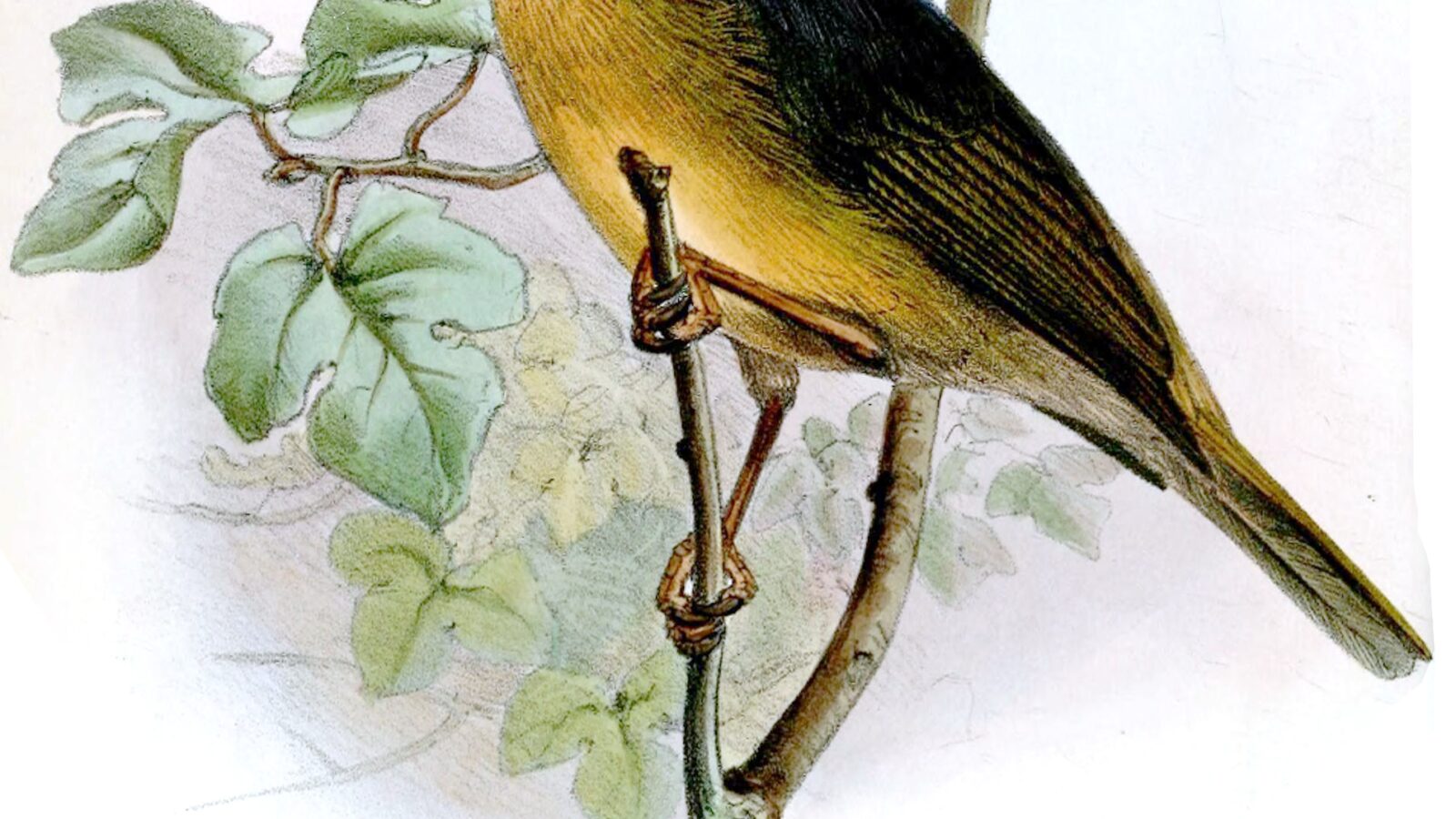Black-eared Hemispingus