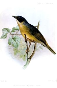 Black-eared Hemispingus