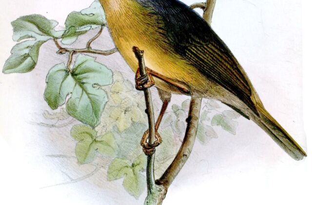 Black-eared Hemispingus