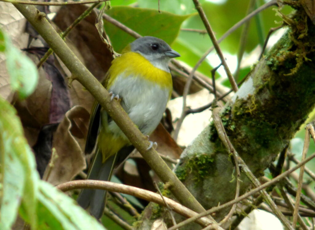 Ashy-throated Chlorospingus