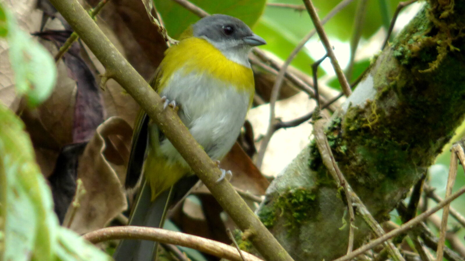 Ashy-throated Chlorospingus