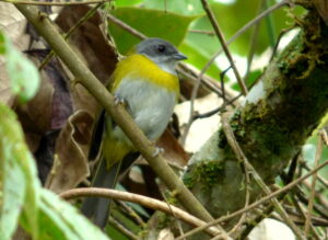 Ashy-throated Chlorospingus