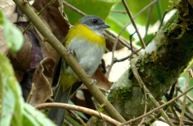 Ashy-throated Chlorospingus