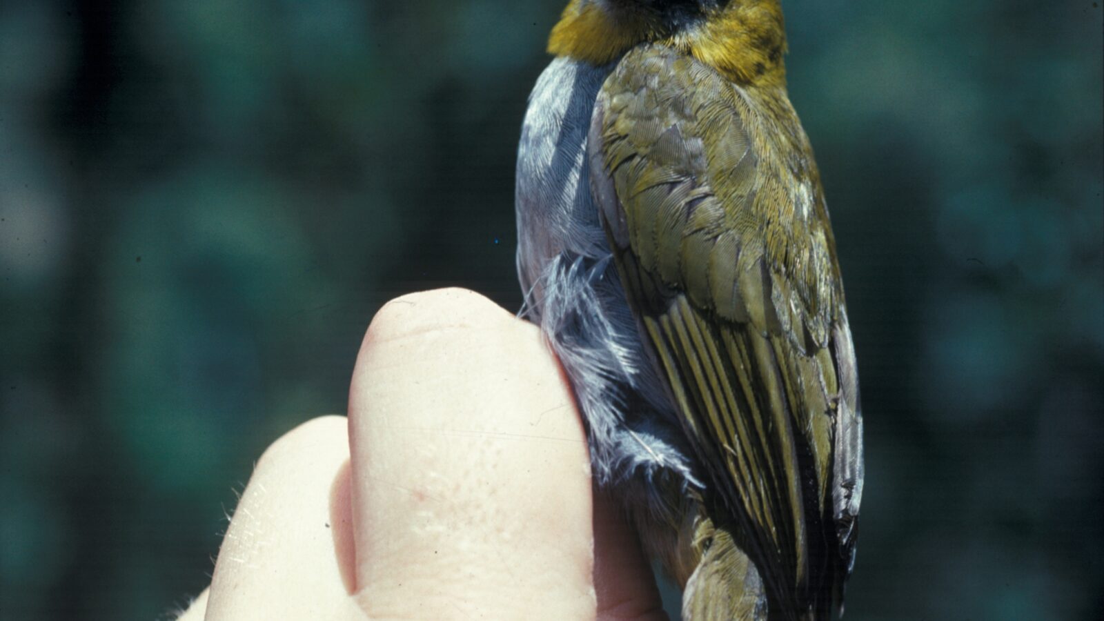 Yellow-throated Chlorospingus