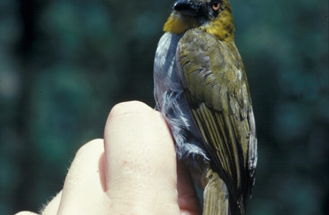 Yellow-throated Chlorospingus