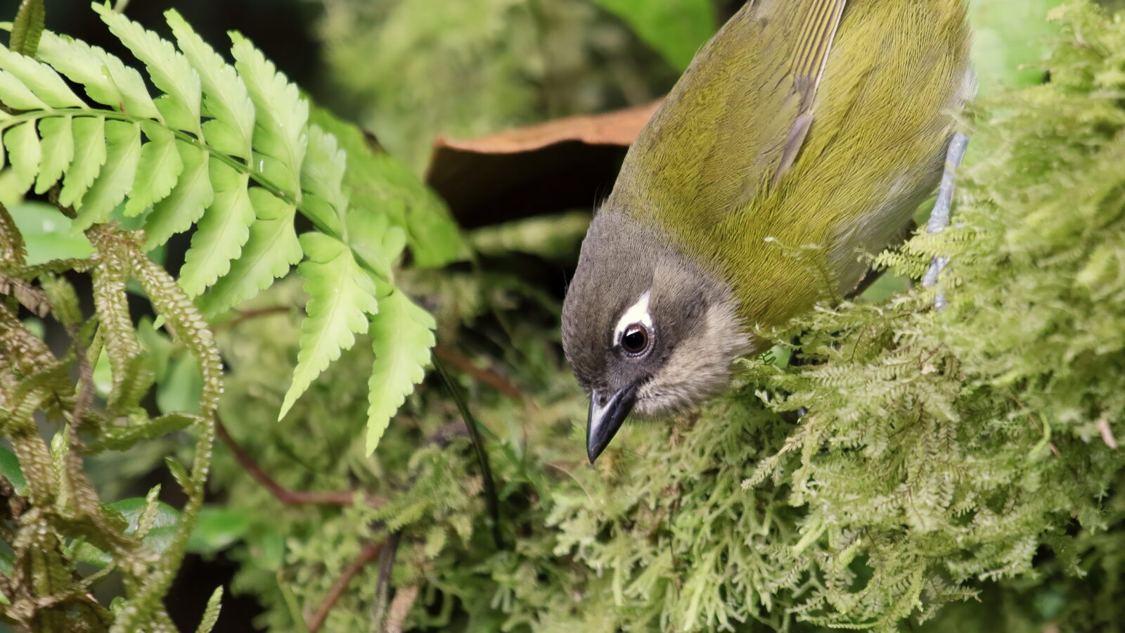 Common Chlorospingus