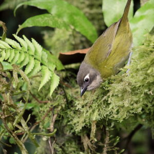 Common Chlorospingus
