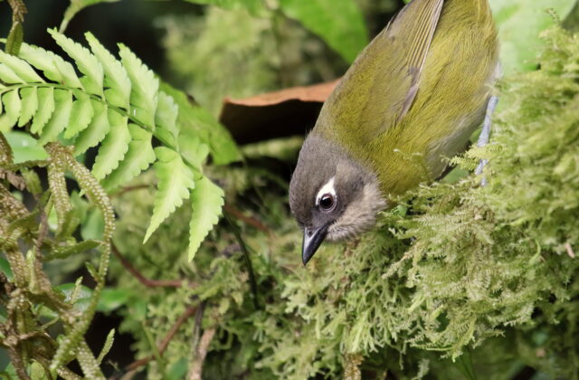 Common Chlorospingus