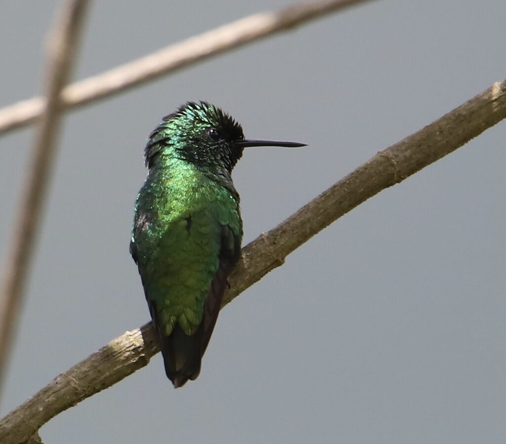 Green-tailed Emerald
