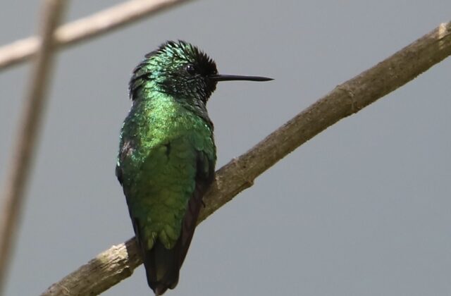 Green-tailed Emerald