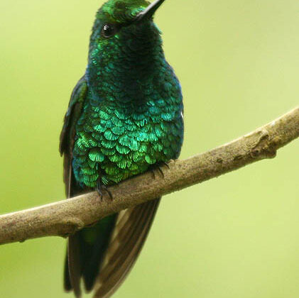 Western Emerald