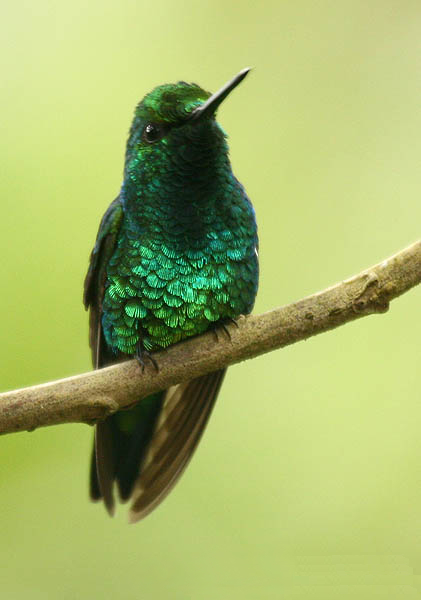 Western Emerald