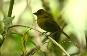 Carmiol’s Tanager