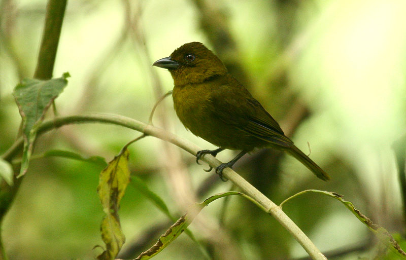 Carmiol’s Tanager