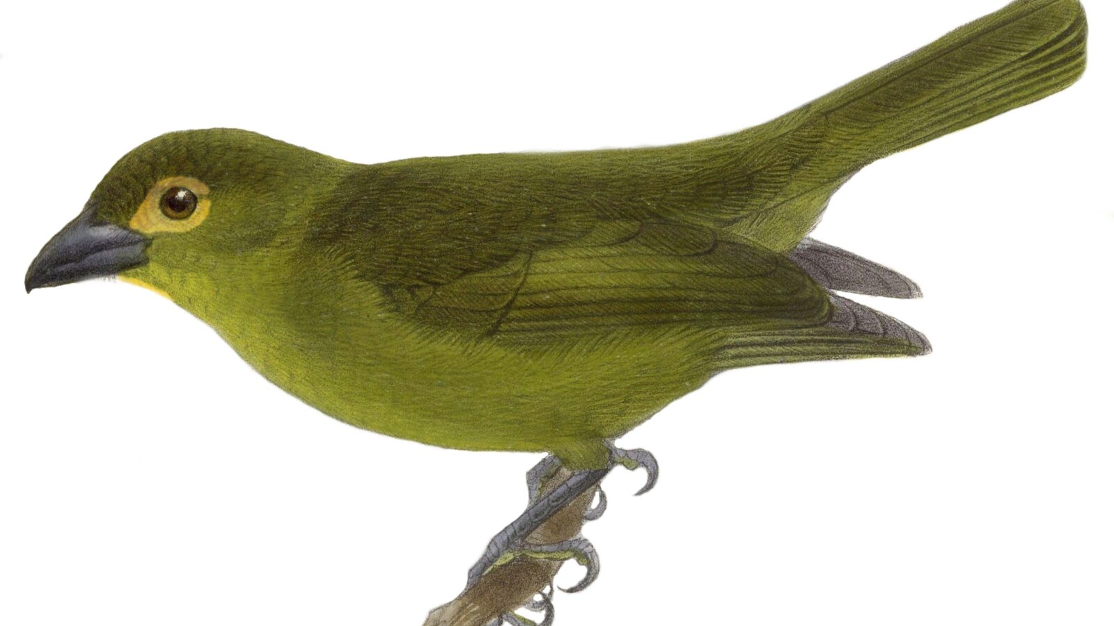 Lemon-spectacled Tanager