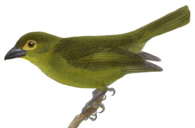 Lemon-spectacled Tanager