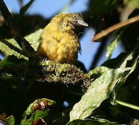 Ochre-breasted Tanager