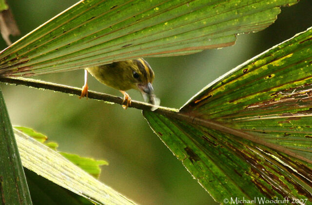 Choco Warbler