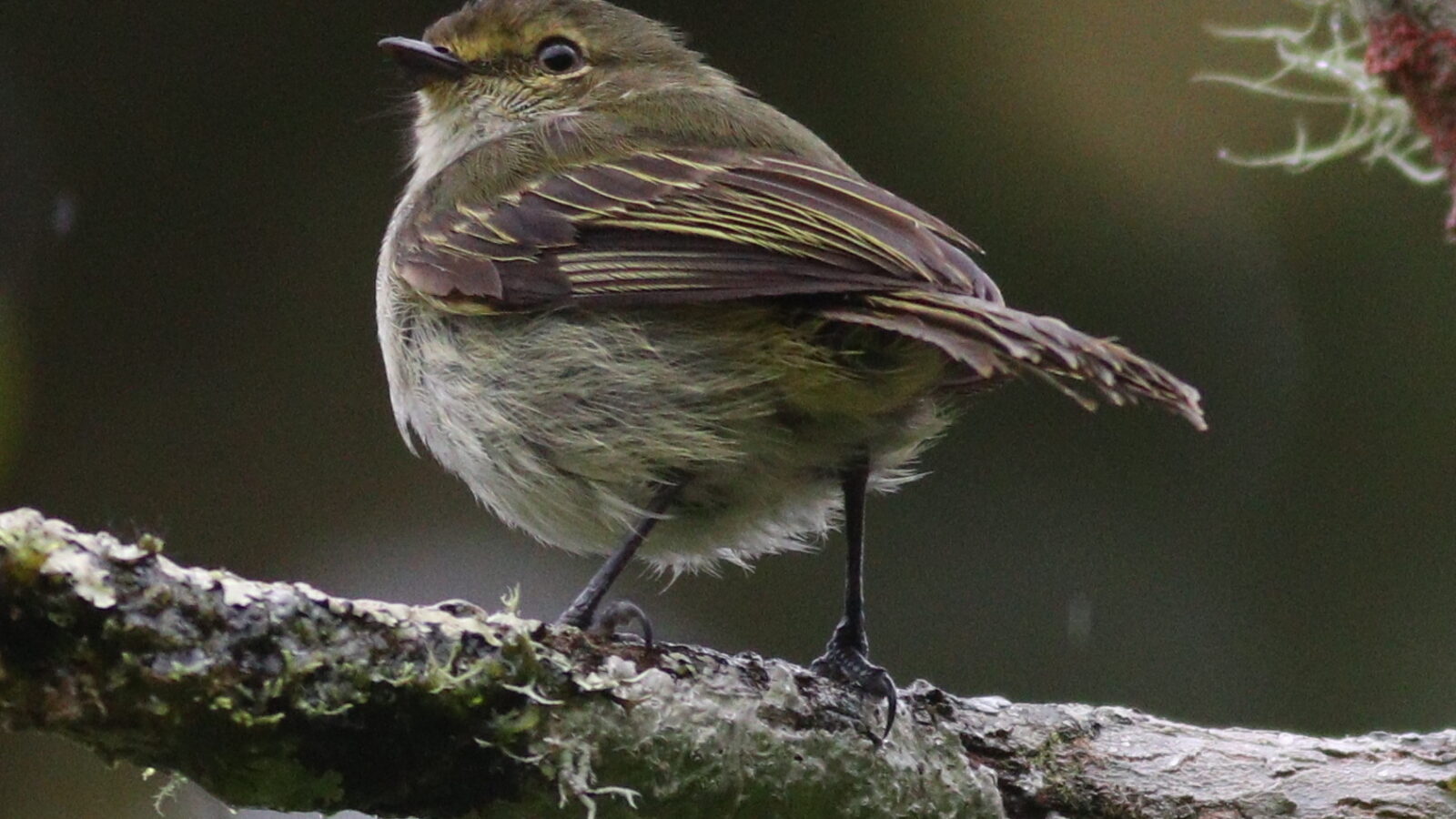 Choco Tyrannulet