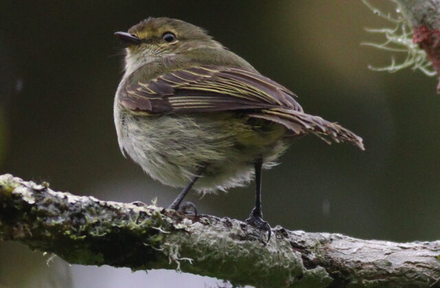 Choco Tyrannulet