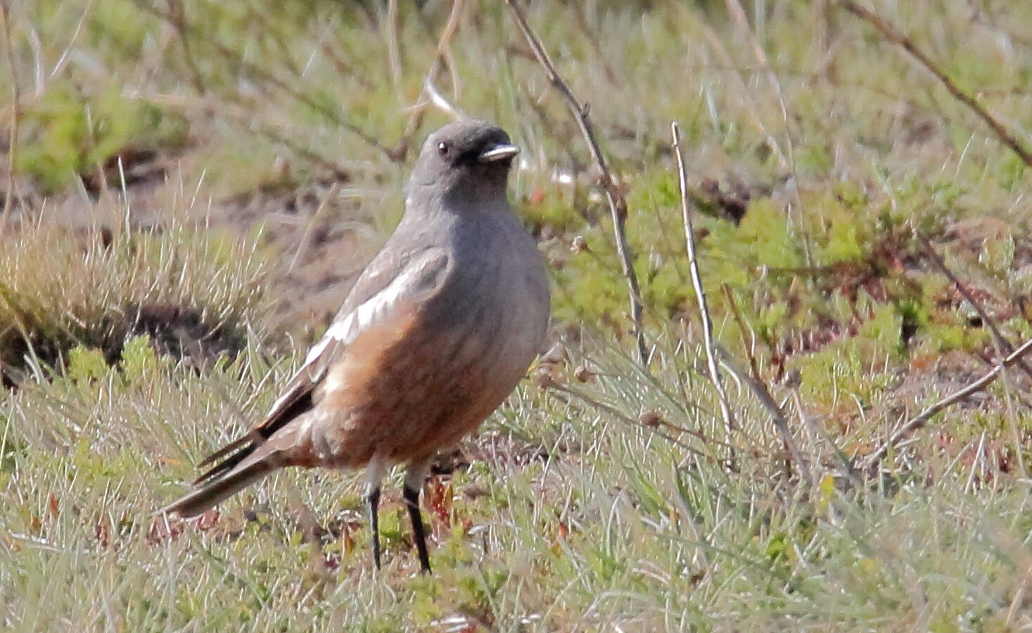 Chocolate-vented Tyrant
