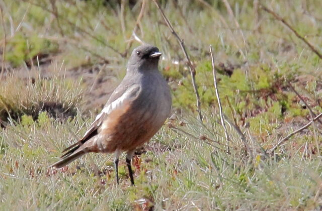 Chocolate-vented Tyrant