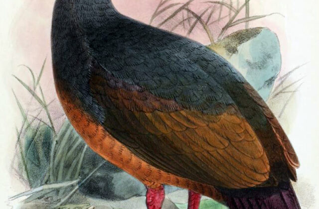 Choiseul Pigeon