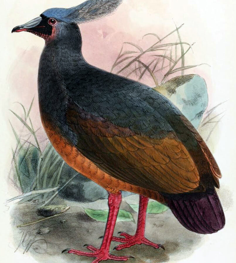 Choiseul Pigeon