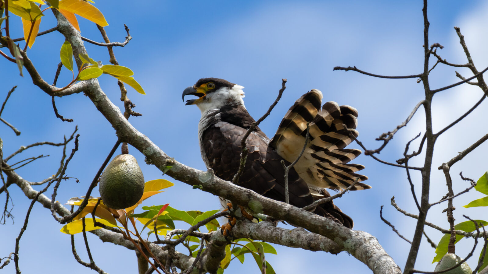 Hook-billed Kite