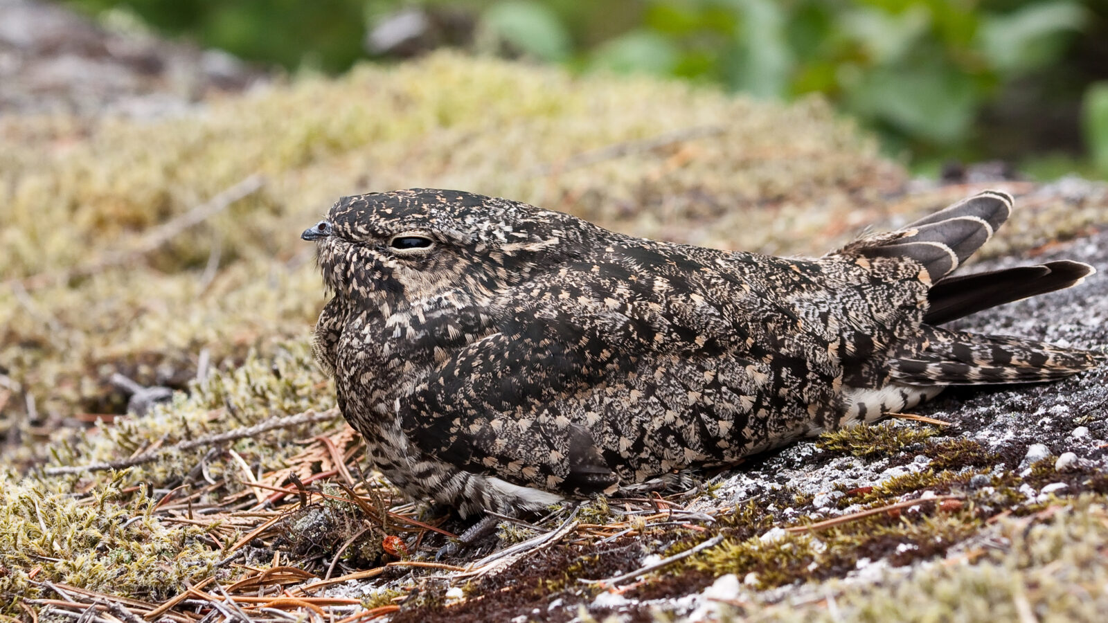 Common Nighthawk