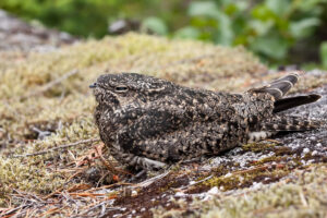 Common Nighthawk