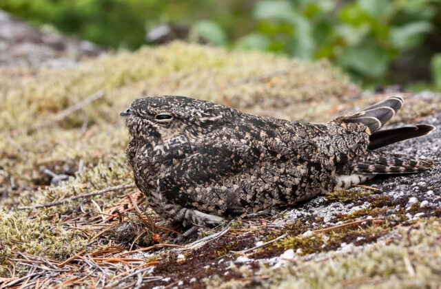 Common Nighthawk