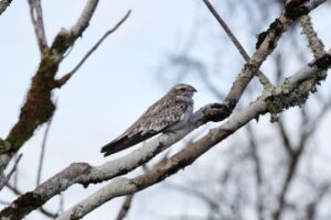 Sand-colored Nighthawk