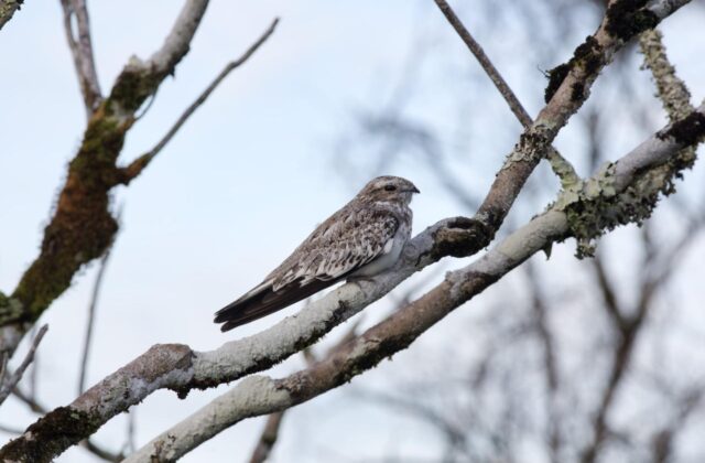 Sand-colored Nighthawk