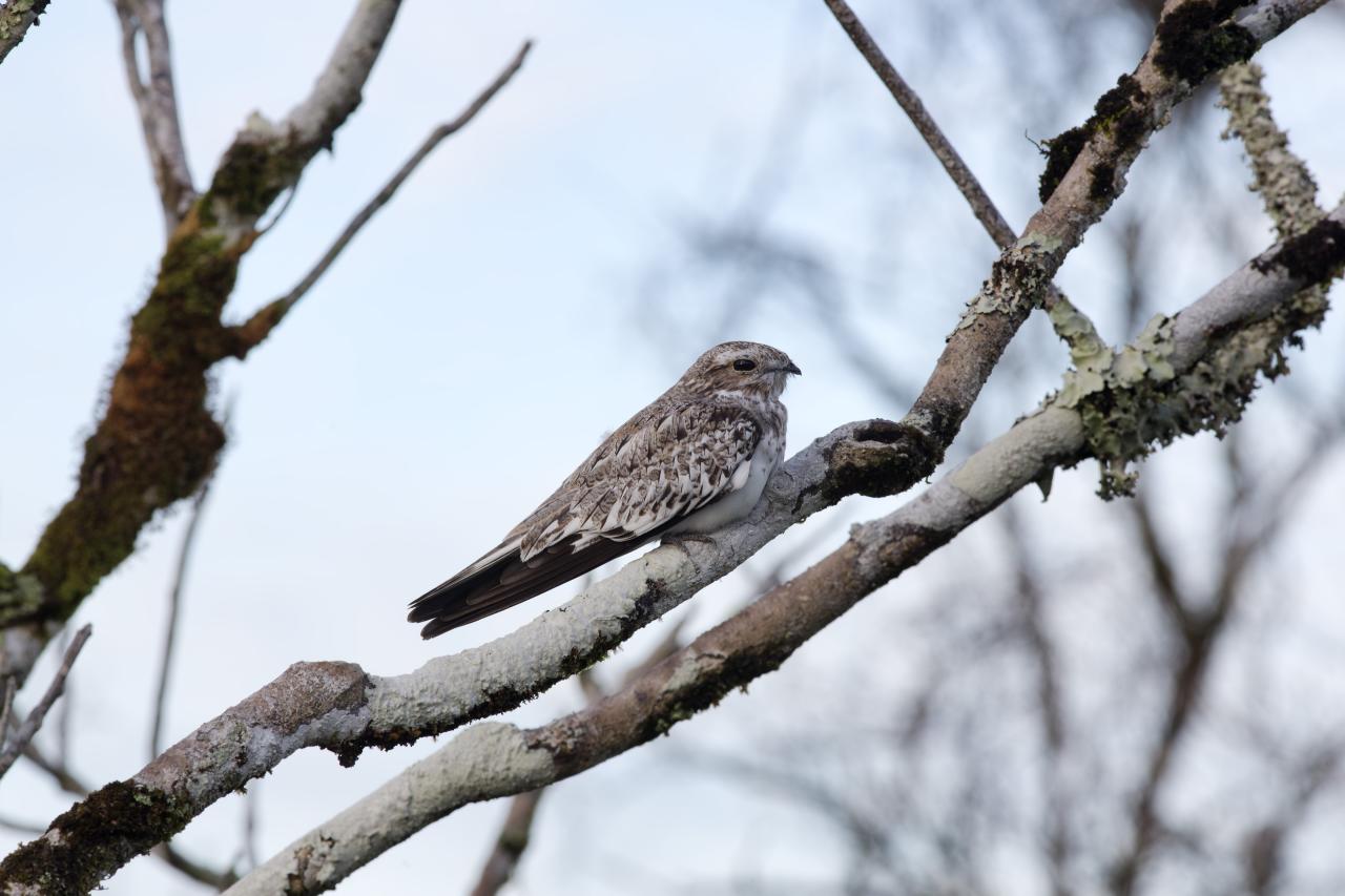 Sand-colored Nighthawk