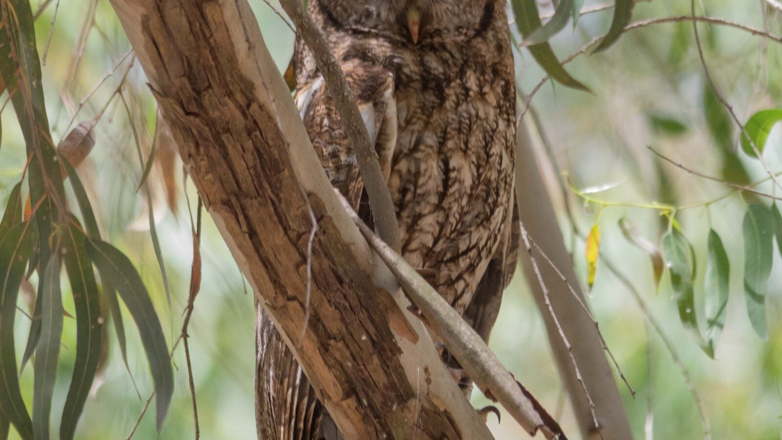 Maghreb Owl