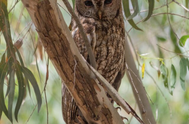 Maghreb Owl
